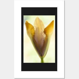 Iris  &#39;Bronze Perfection&#39;  Dutch iris Posters and Art